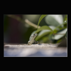 Mauereidechse Podarcis muralis
