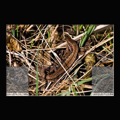 Waldeidechse Zootica vivipara