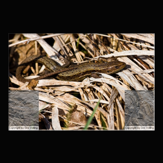 Waldeidechse Zootica vivipara