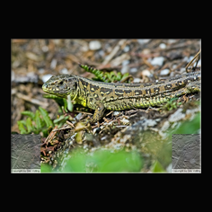 Zauneidechse Lacerta aglis 