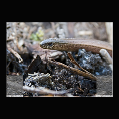 Blindschleiche Anguis fragilis 