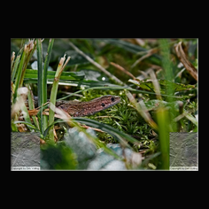 Waldeidechse Zootica vivipara