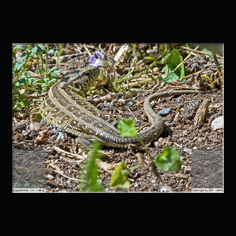 Zauneidechse Lacerta aglis 