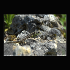 Zauneidechse Lacerta aglis 