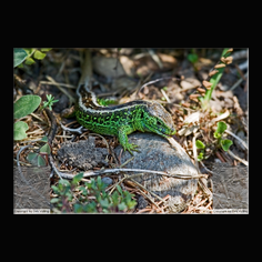 Zauneidechse Lacerta aglis 