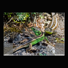 Zauneidechse Lacerta aglis 