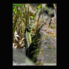 Zauneidechse Lacerta aglis 