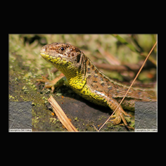 Zauneidechse Lacerta aglis 