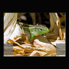 Zauneidechse Lacerta aglis 