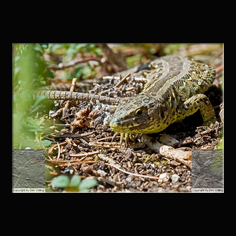 Zauneidechse Lacerta aglis 