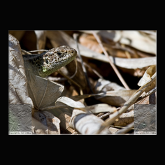 Zauneidechse Lacerta aglis 