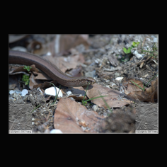 Blindschleiche Anguis fragilis 