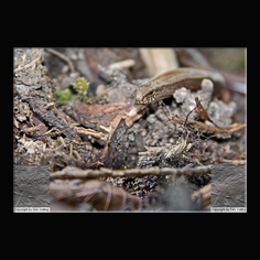 Blindschleiche Anguis fragilis 