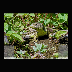 Zauneidechse Lacerta aglis 
