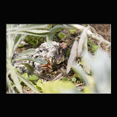 Zauneidechse Lacerta aglis 