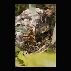 Zauneidechse Lacerta aglis 