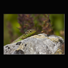 Zauneidechse Lacerta aglis 