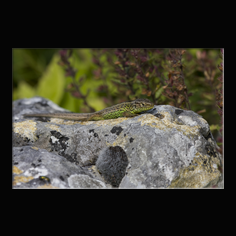Zauneidechse Lacerta aglis 