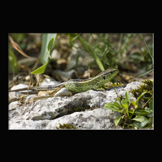Zauneidechse Lacerta aglis 