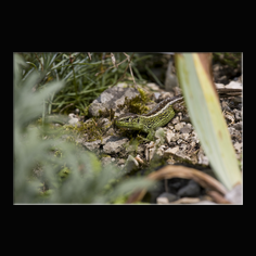 Zauneidechse Lacerta aglis 