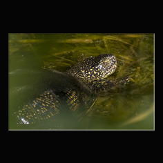 Europ�ische Sumpfschildkr�te Emys orbicularis