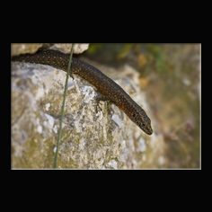 Prachteidechse Algyroides nigropunctatus