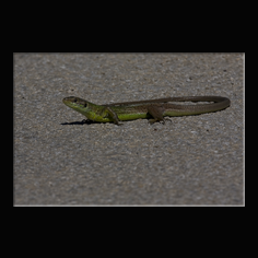 Westliche Smaragdeidechse Lacerta bilineata