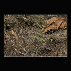 Westliche Smaragdeidechse Lacerta bilineata