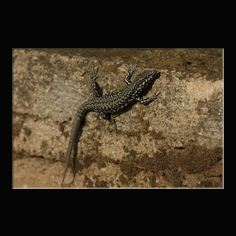 Mauereidechse Podarcis muralis