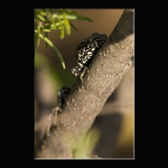 Mauereidechse Podarcis muralis