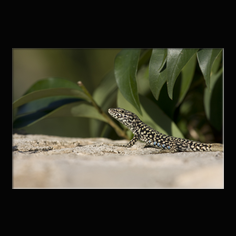 Mauereidechse Podarcis muralis