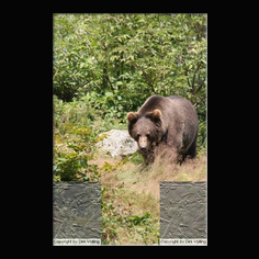 Braunb�r  Ursus arctos