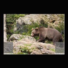Braunb�r  Ursus arctos