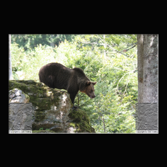 Braunb�r  Ursus arctos