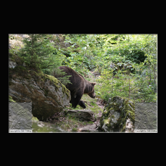 Braunb�r  Ursus arctos