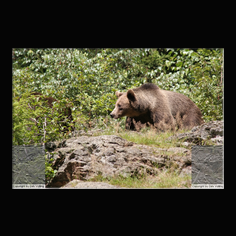 Braunb�r  Ursus arctos