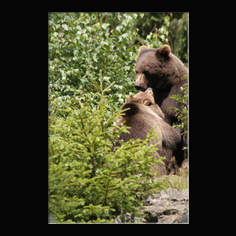 Braunb�r  Ursus arctos