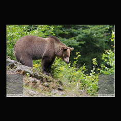 Braunb�r  Ursus arctos