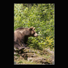 Braunb�r  Ursus arctos