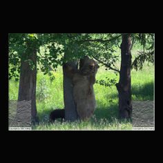 Braunb�r  Ursus arctos