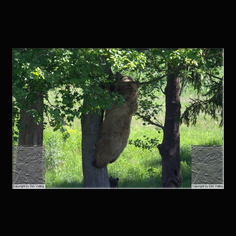 Braunb�r  Ursus arctos