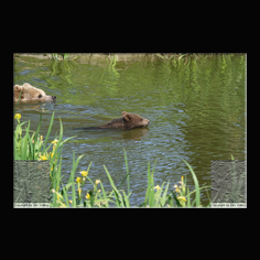 Braunb�r  Ursus arctos