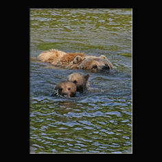 Braunb�r  Ursus arctos