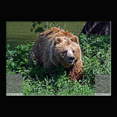 Braunb�r  Ursus arctos