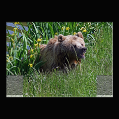 Braunb�r  Ursus arctos