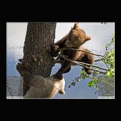 Braunb�r  Ursus arctos