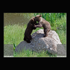 Braunb�r  Ursus arctos