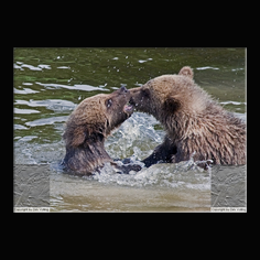 Braunb�r  Ursus arctos