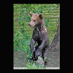 Braunb�r  Ursus arctos