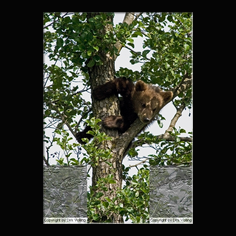 Braunb�r  Ursus arctos